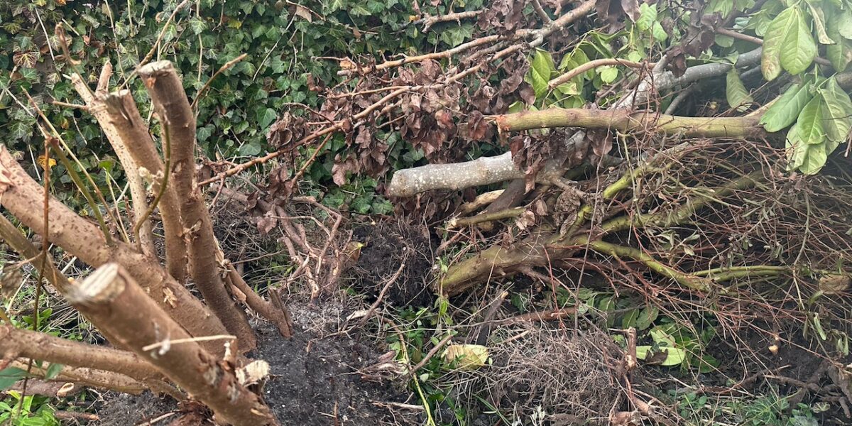 Wassenaar kapt dode en zieke bomen