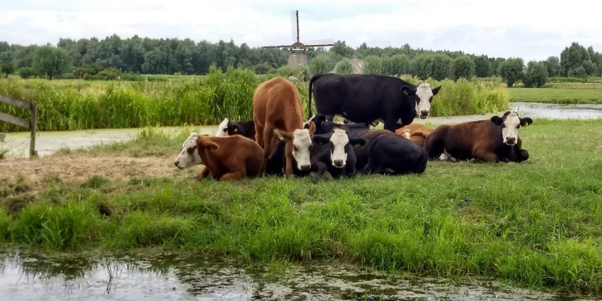Blaarkopen gered: boerderijen mogen grond blijven gebruiken
