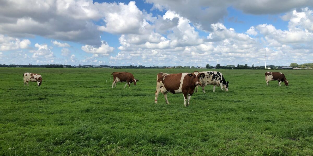BBB wil met 4 zetels de Zoeterwoudse gemeenteraad in