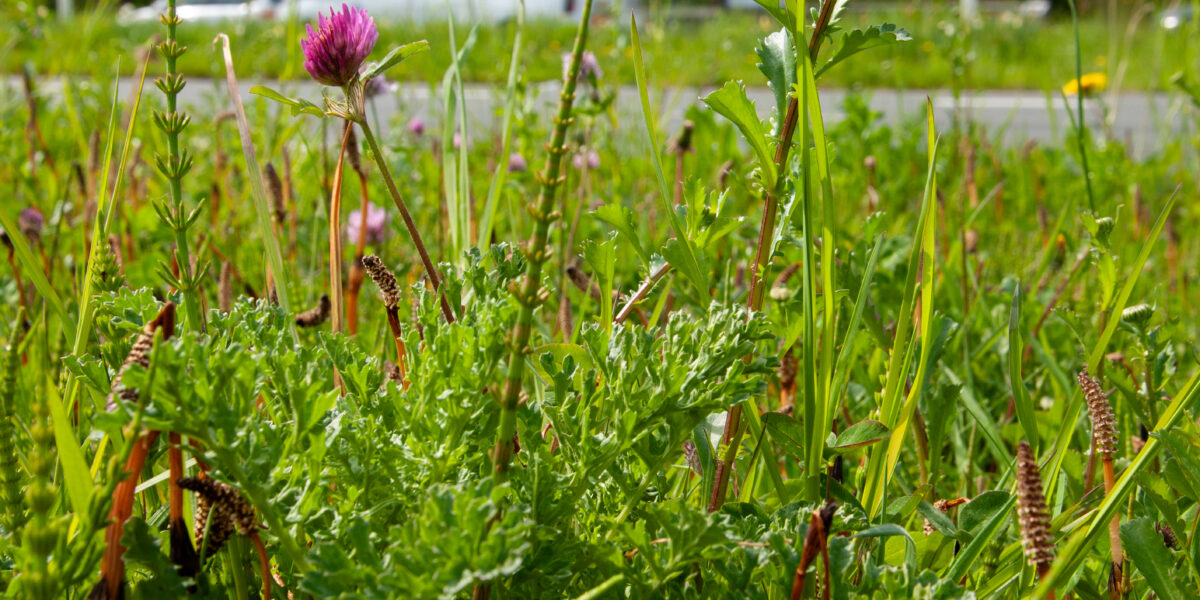 Stadsnatuur in Leiden: vooruitgang en aandachtspunten