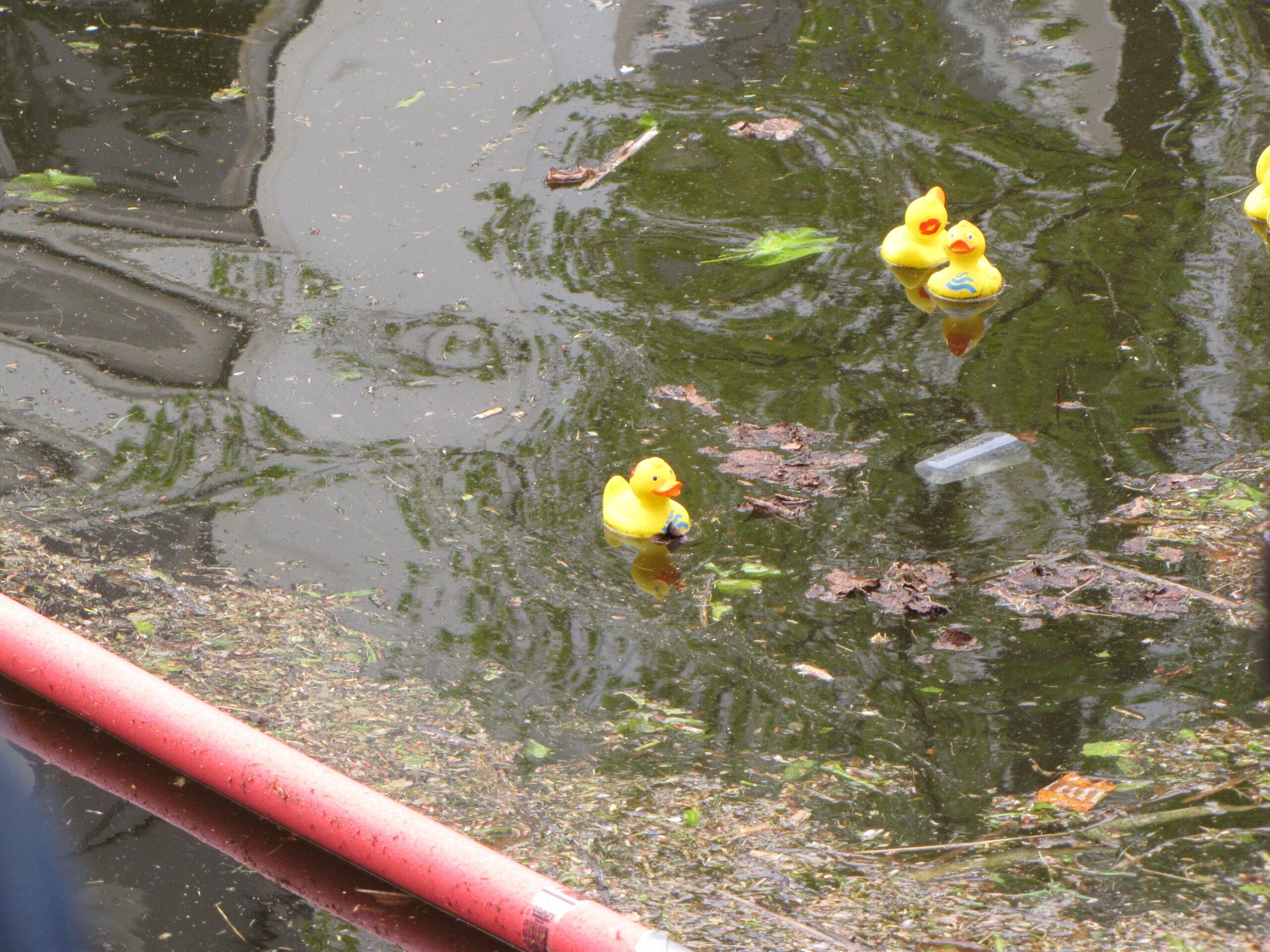Al dat vuil maakt het zwemmen er niet makkelijker op. 