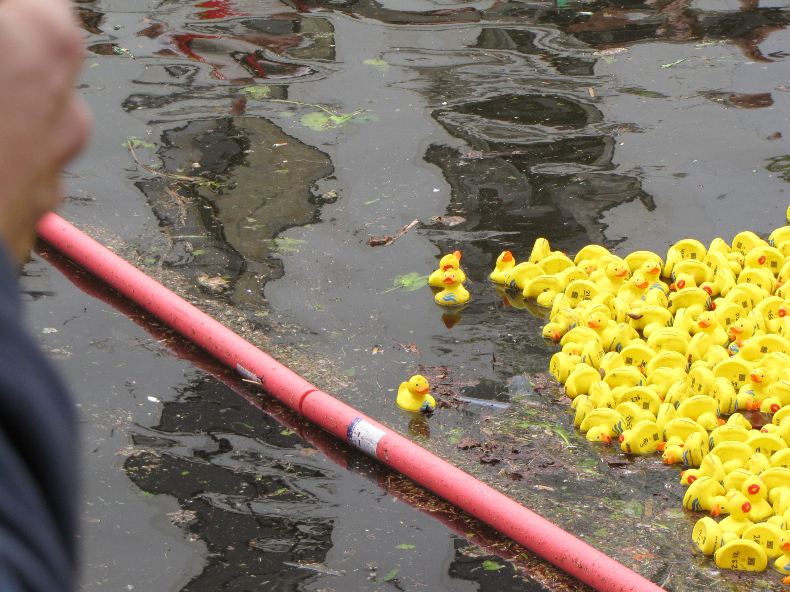 De groep komt steeds dichterbij. (Foto: Paul Aalbers)