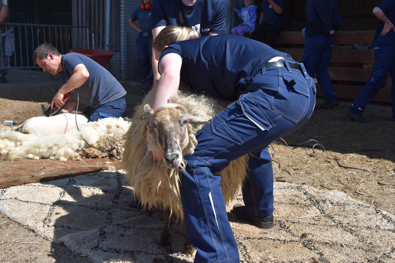 HIDe schapen werden door meerdere scheerders geschoren. (Foto: Peter van Delft).