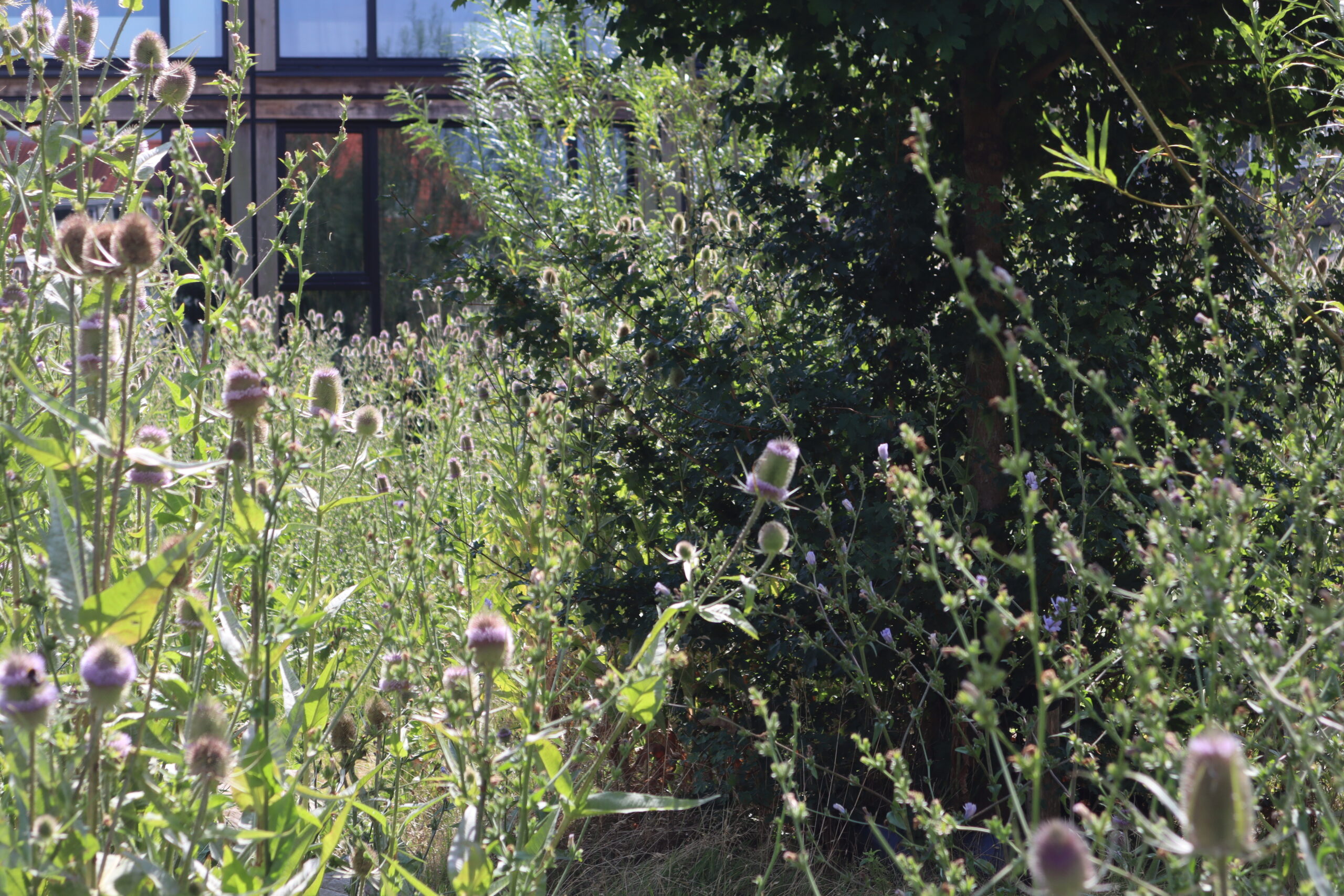 De natuurlijke speeltuin is begroeid.