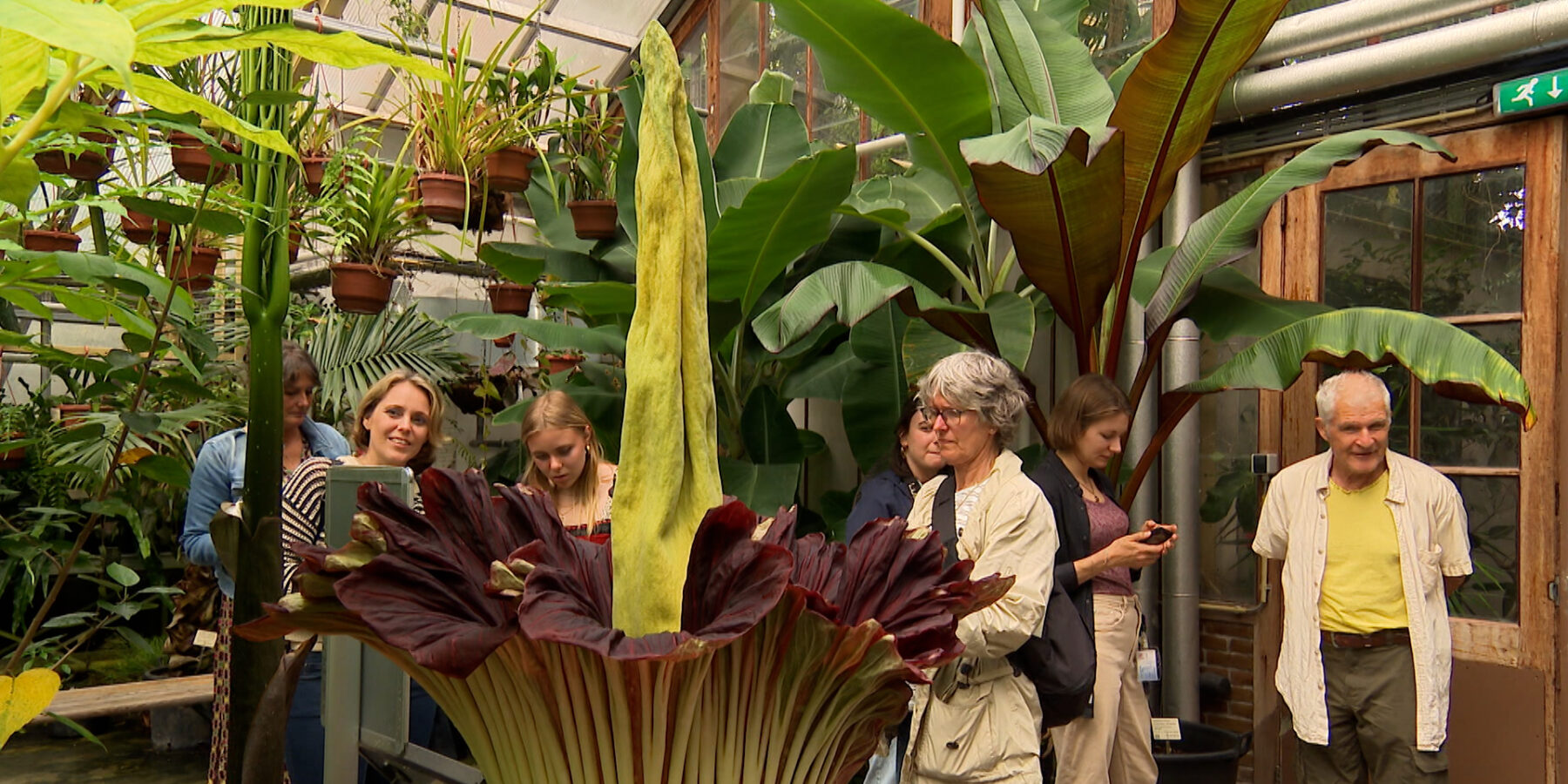 Stinkende penisplant bloeit opnieuw in Hortus botanicus