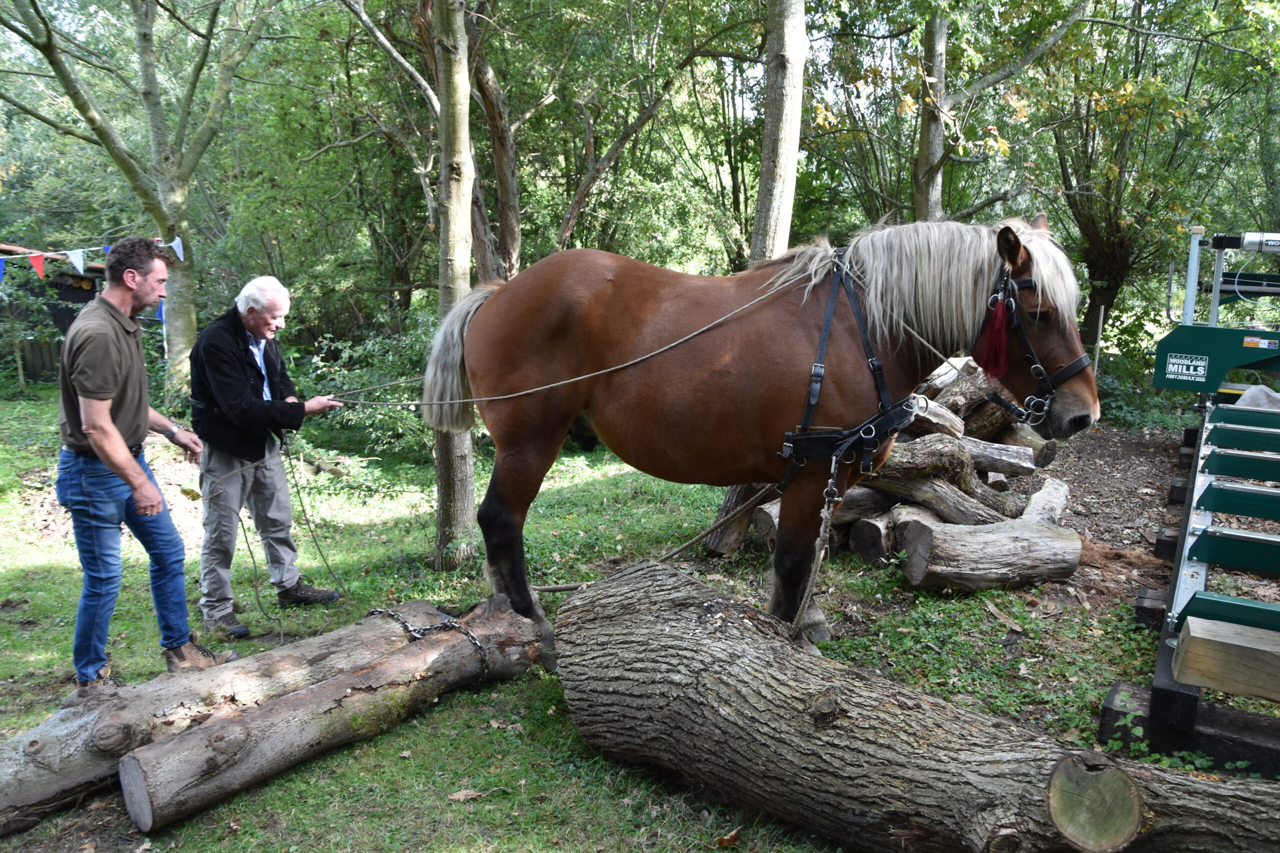 Een werkpaard aan het werk (Foto: Peter van Delft)