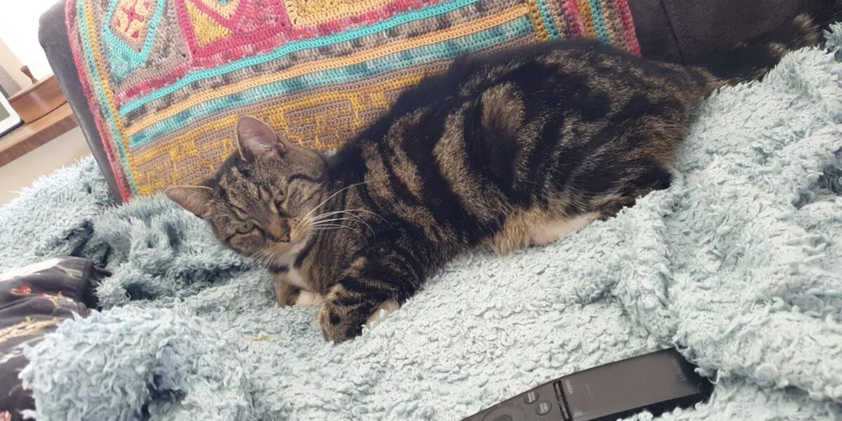 Kattenbeul actief in Voorschoten: 'Coco is vreselijk mishandeld'