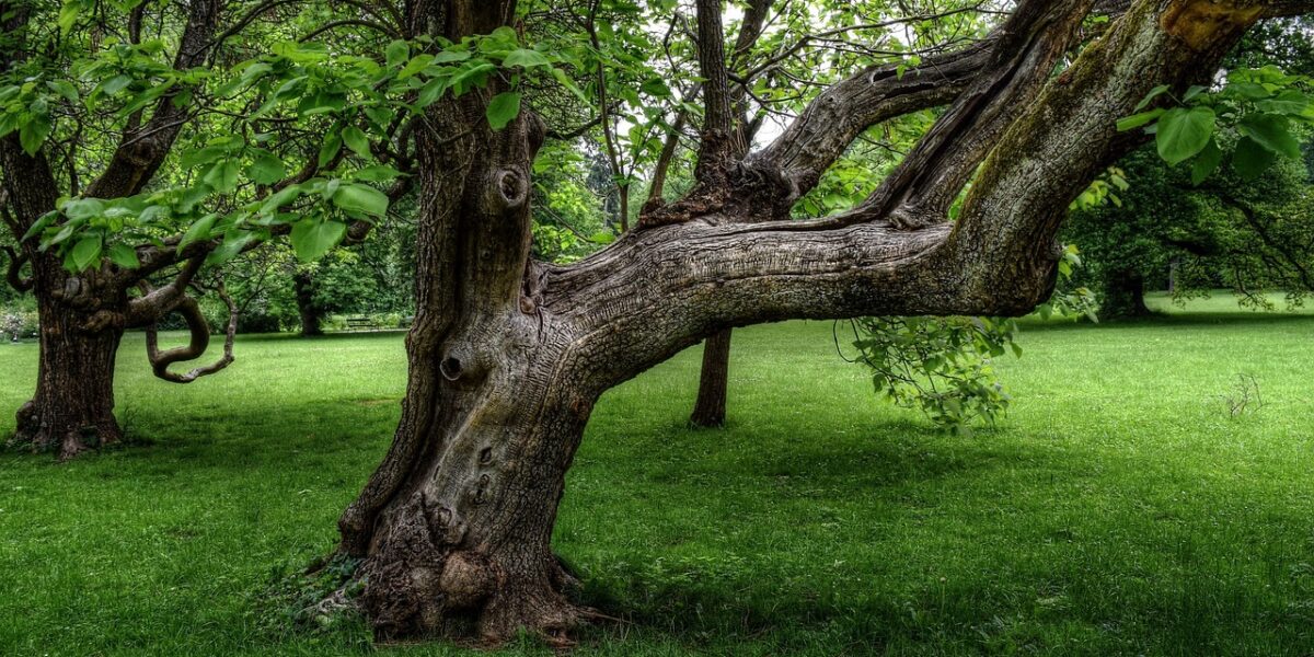 Wassenaar verwijdert zieke en dode bomen in december
