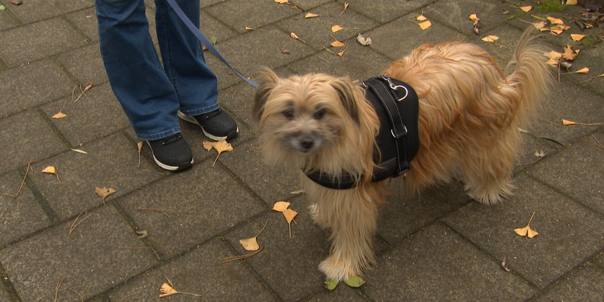 Vogelgriep slaat toe bij kittens: 'Houd je hond en kat uit de buurt van vogels'
