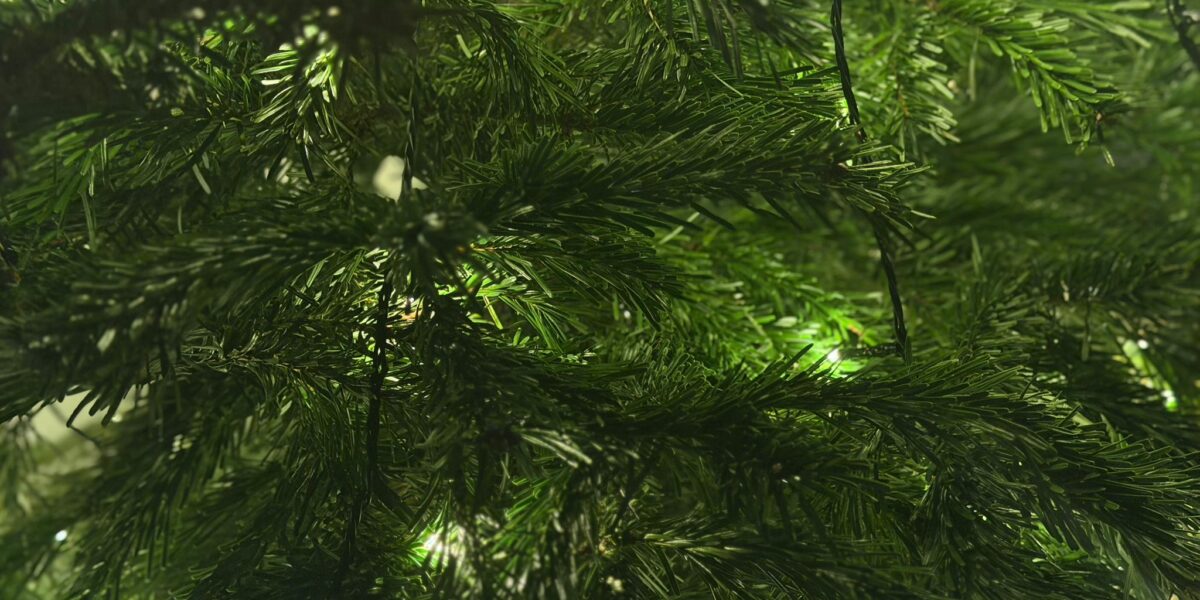 Inwoners Zoeterwoude kunnen kerstbomen inleveren op 14 januari