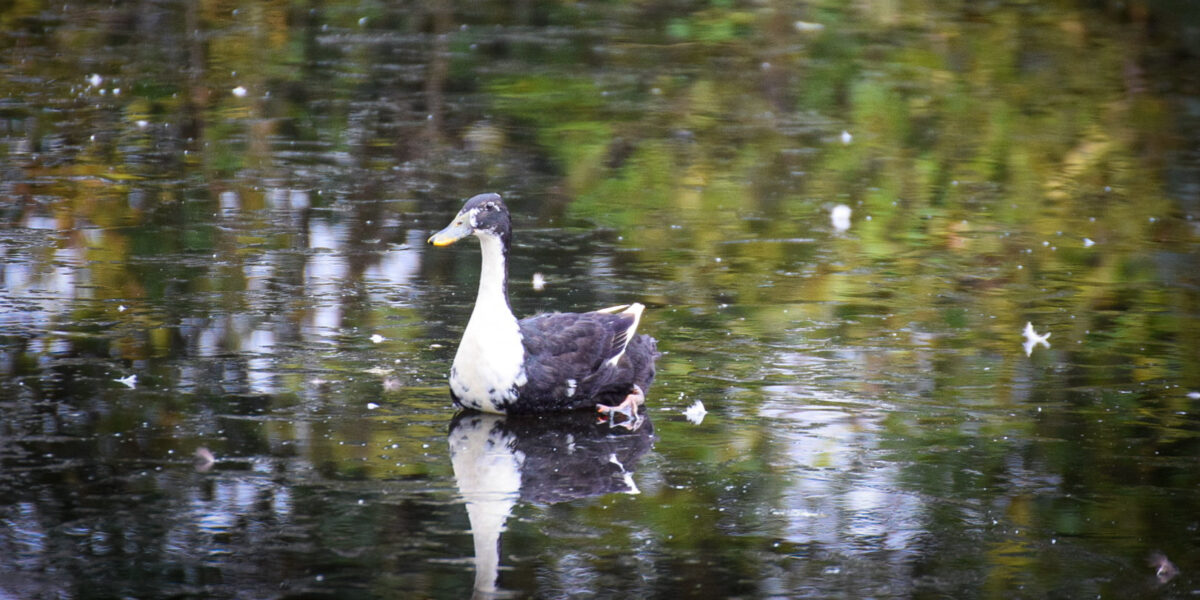 Brandweer redt vastgevroren gans