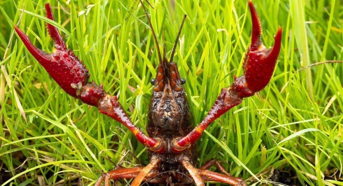 Rivierkreeften in aantallen explosief toegenomen: 'Gaat om miljoenen dieren'