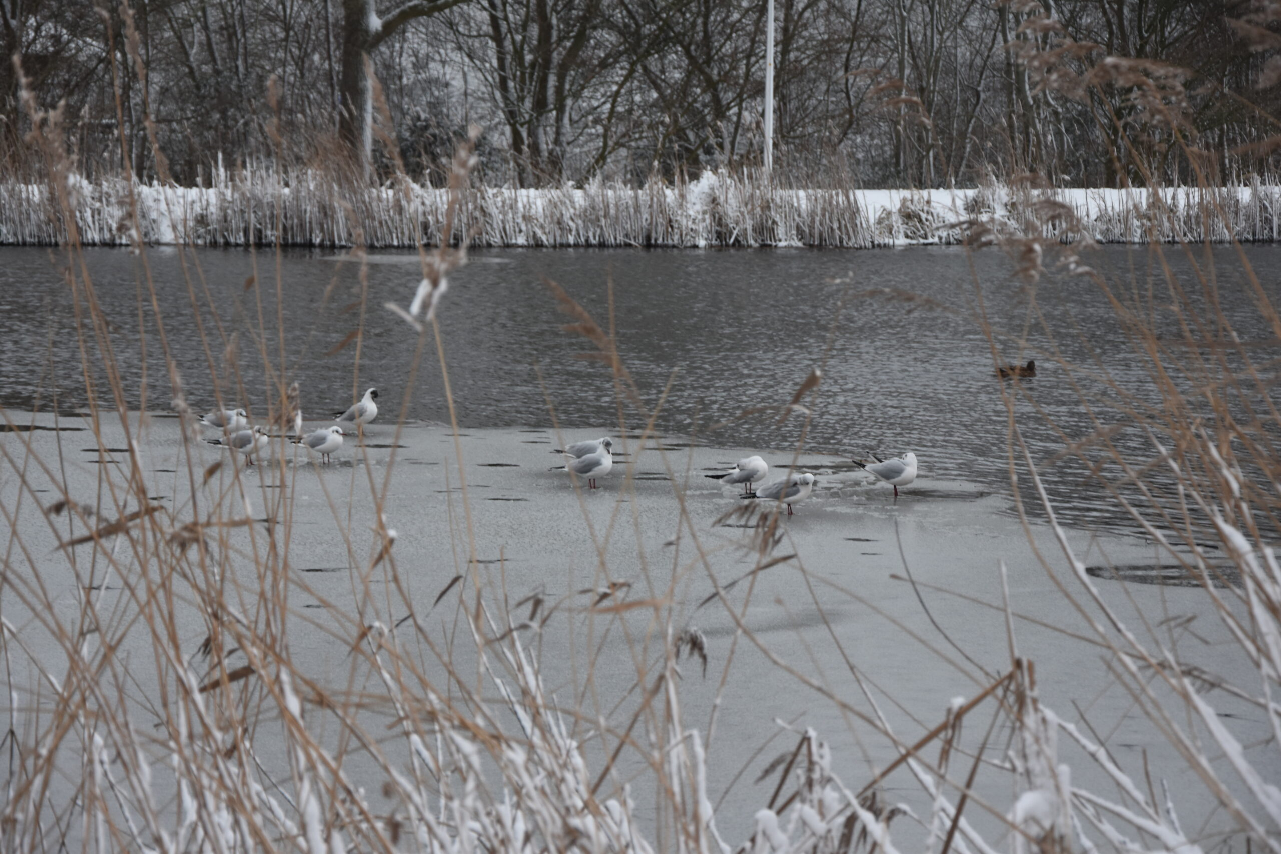 Foto: Peter van Delft