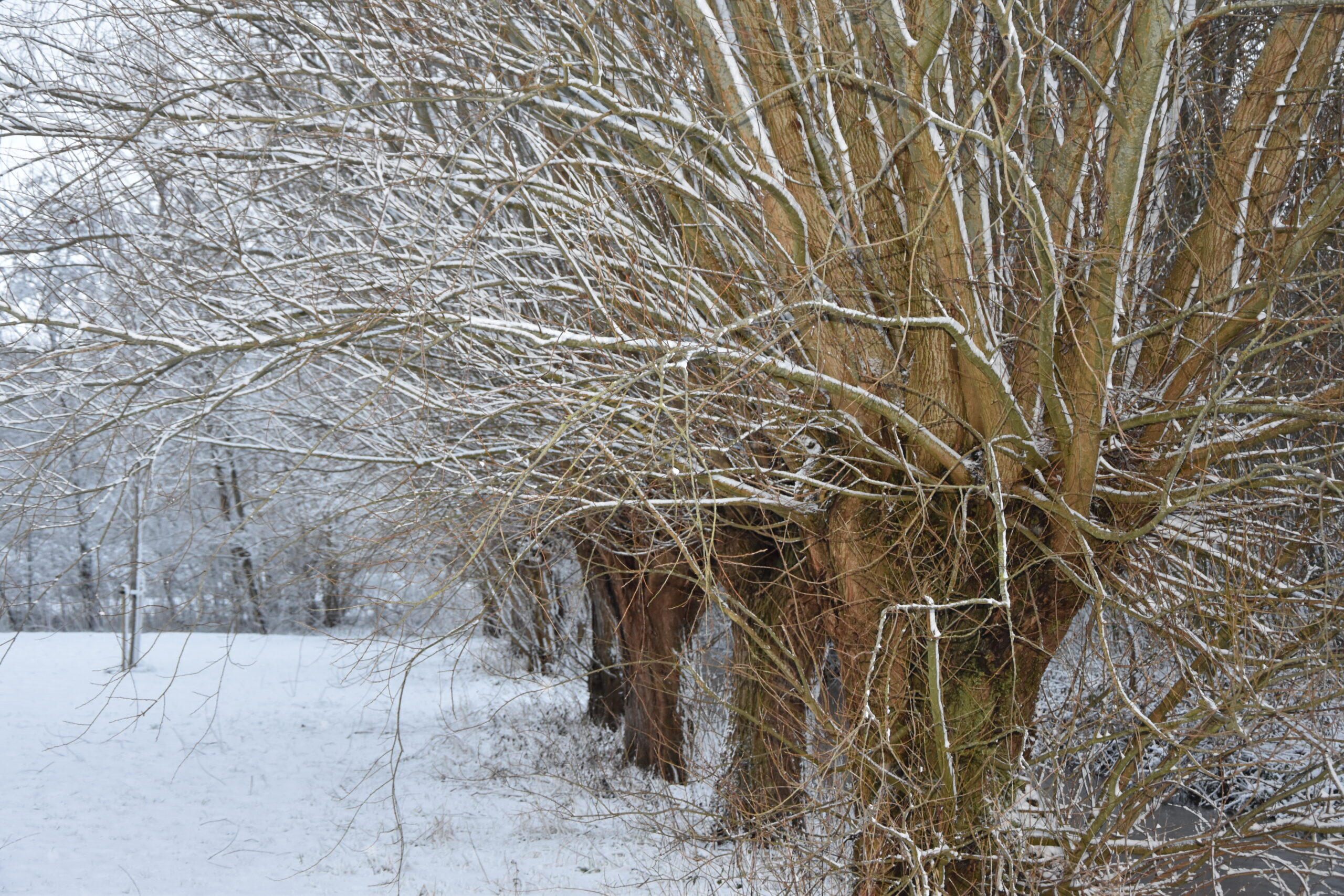 Foto: Peter van Delft