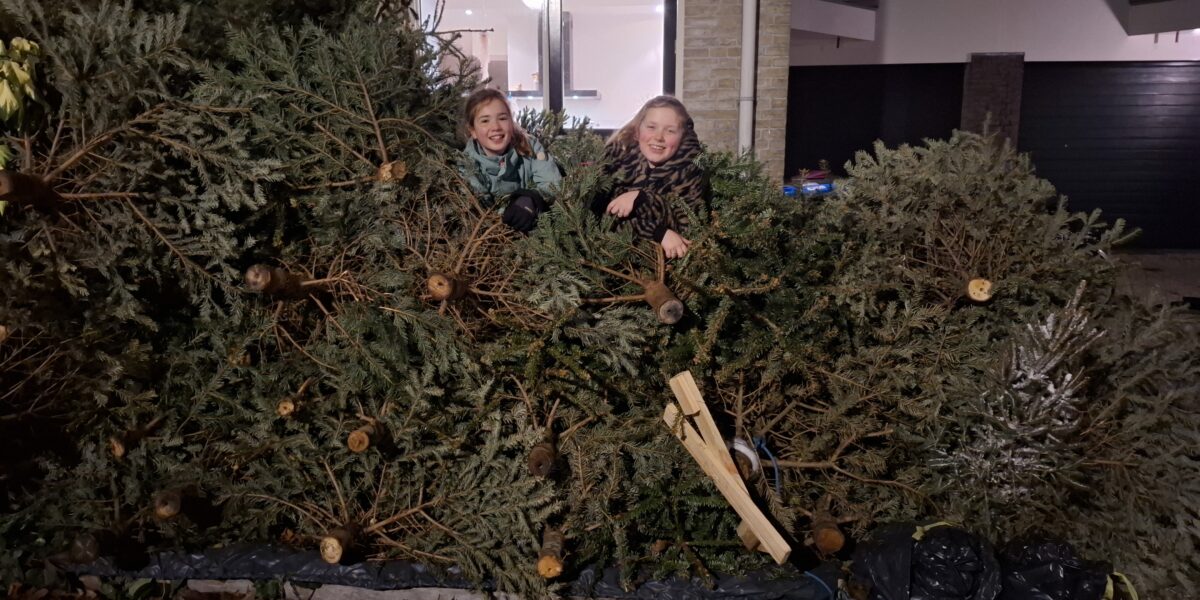 Ruim 2.300 kerstbomen ingezameld in Leiderdorp