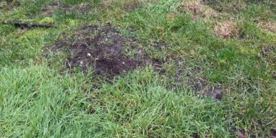 Mollentelling in Regio Leiden