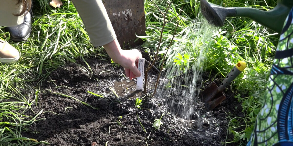Centraal+ Weekoverzicht 13: Boomfeestdag en Week van het geld