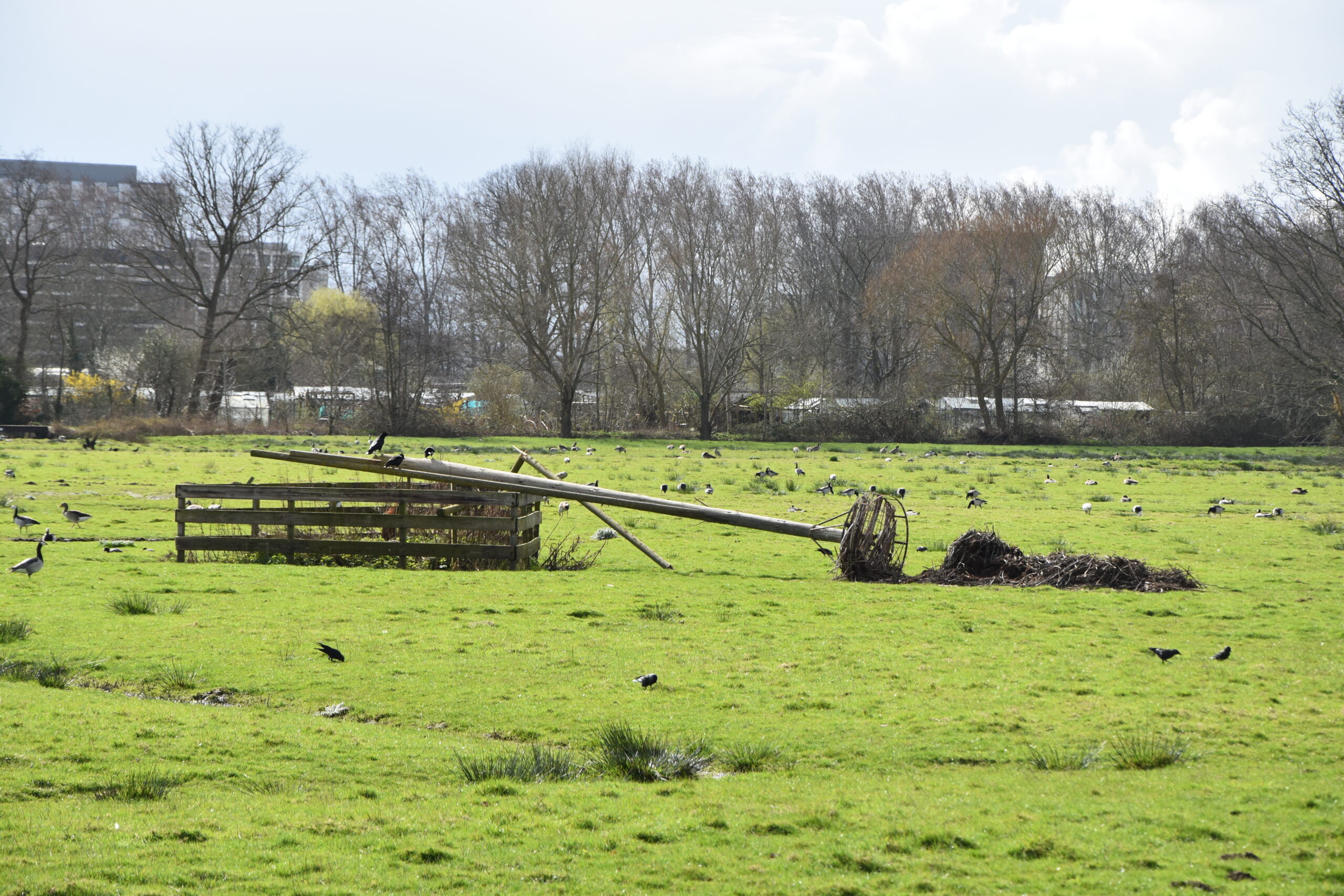 De opgevallen paal met het nest van de ooievaars. (Foto: Peter van Delft)