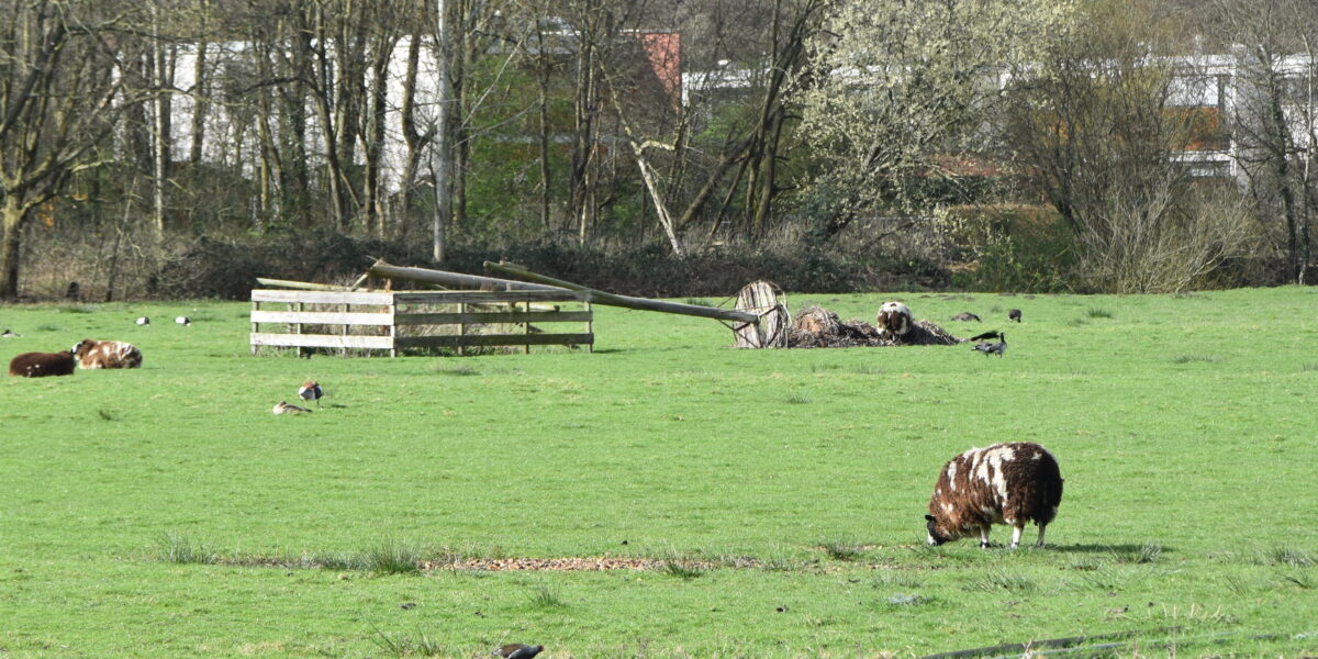 Ooievaarskoppel uit het veld geslagen door omgevallen nest
