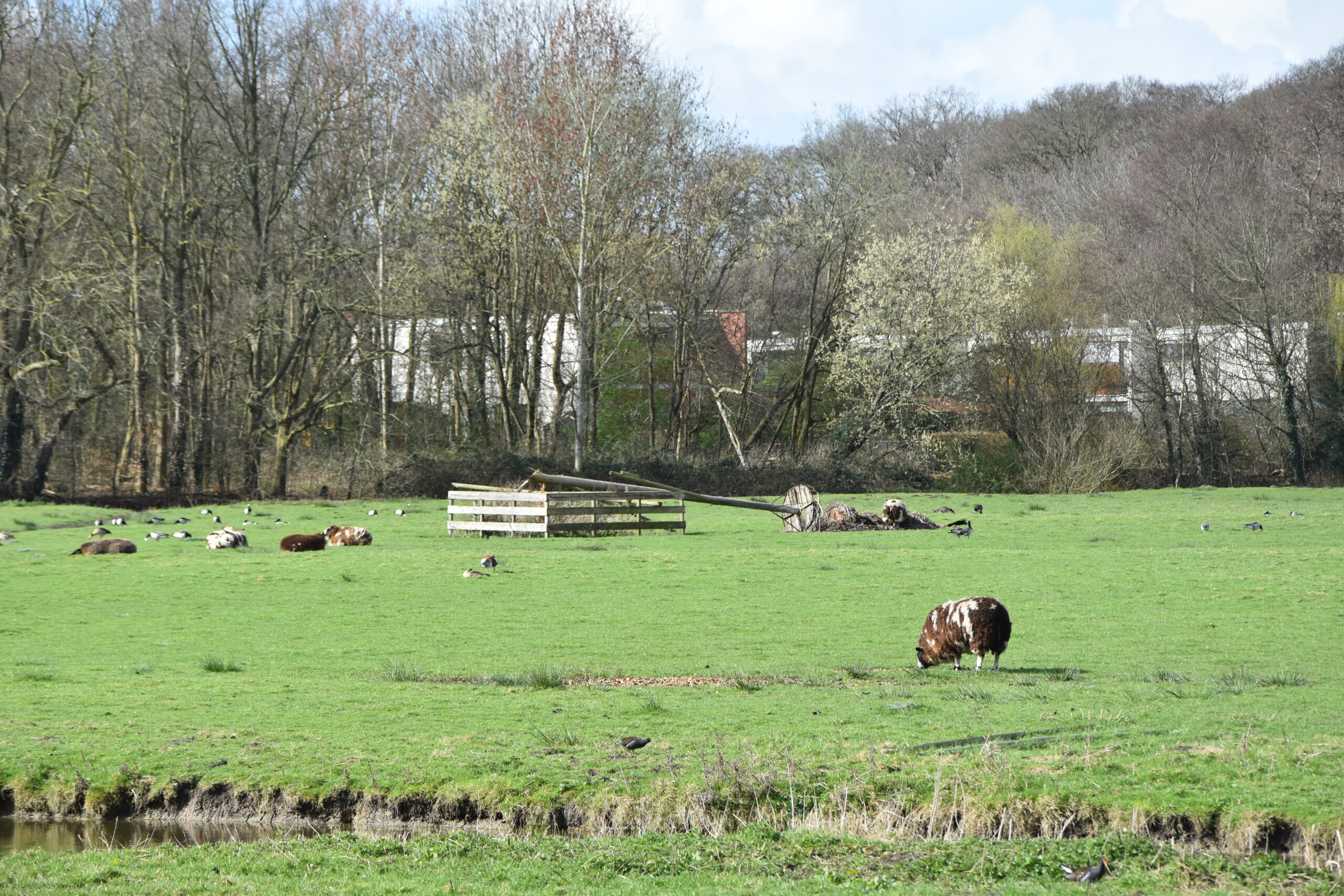 De opgevallen paal met het nest van de ooievaars. (Foto: Peter van Delft)