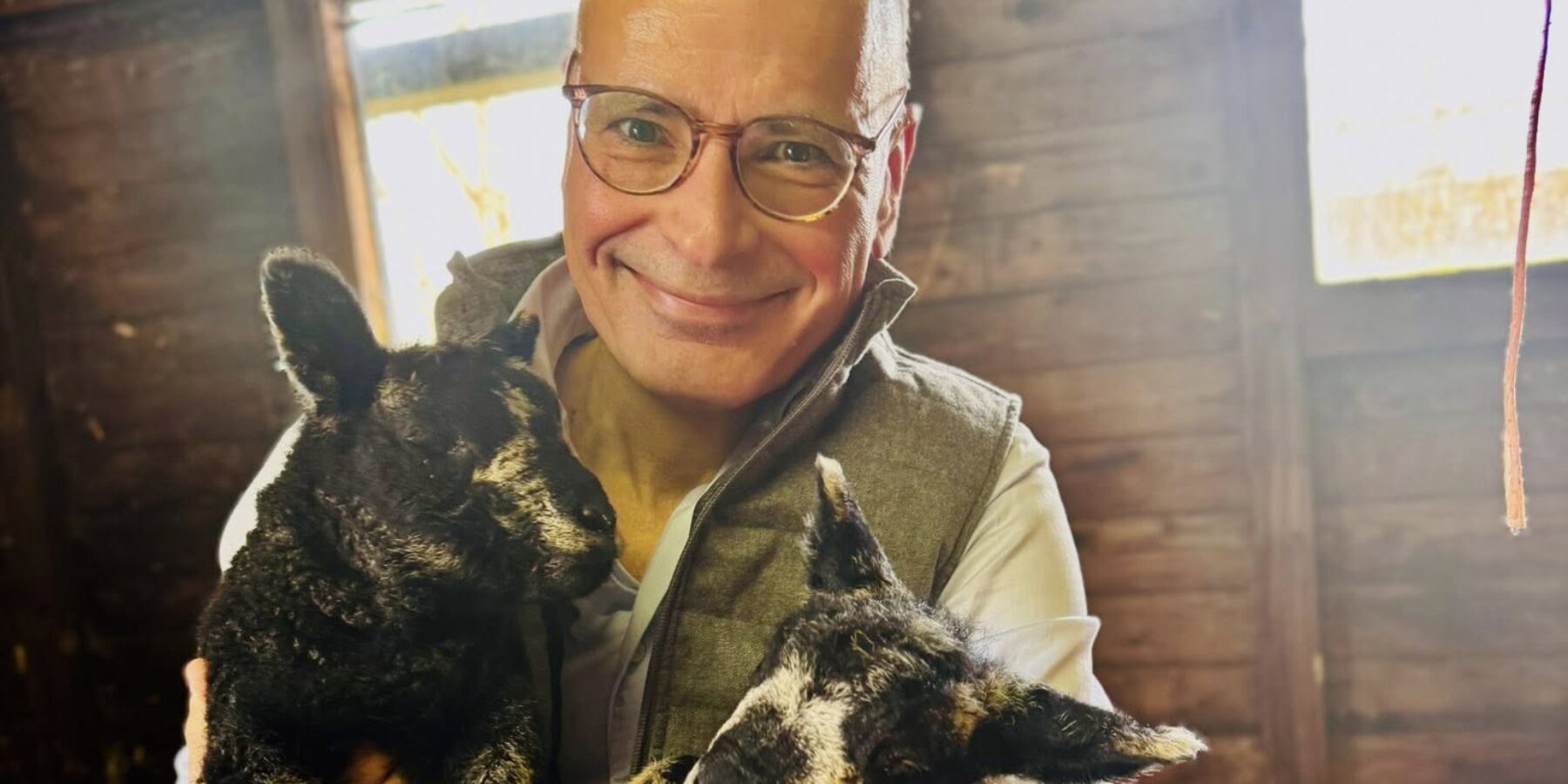 Burgemeester Emile Jaensch uit Oegstgeest met pasgeboren lammetjes.