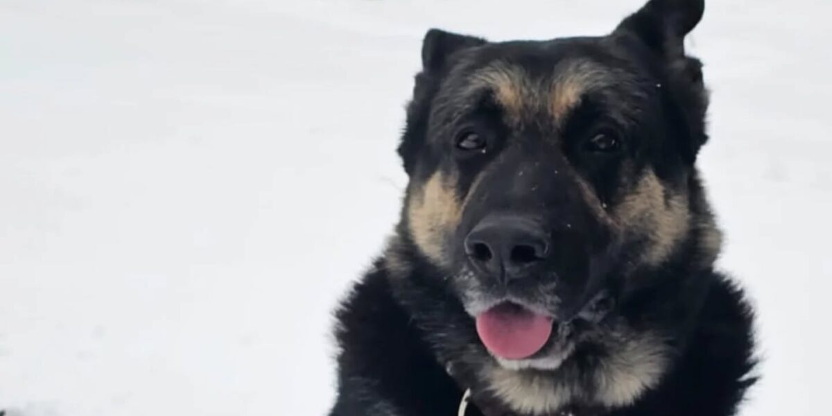 Hond Bumper gestolen in Zoeterwoude