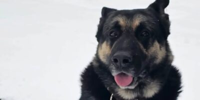 Hond Bumper gestolen in Zoeterwoude.