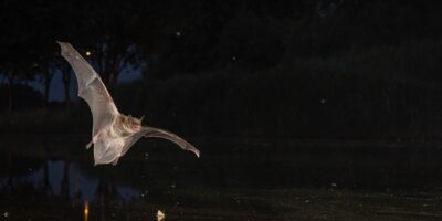 Vleermuistellingen in Oegstgeest