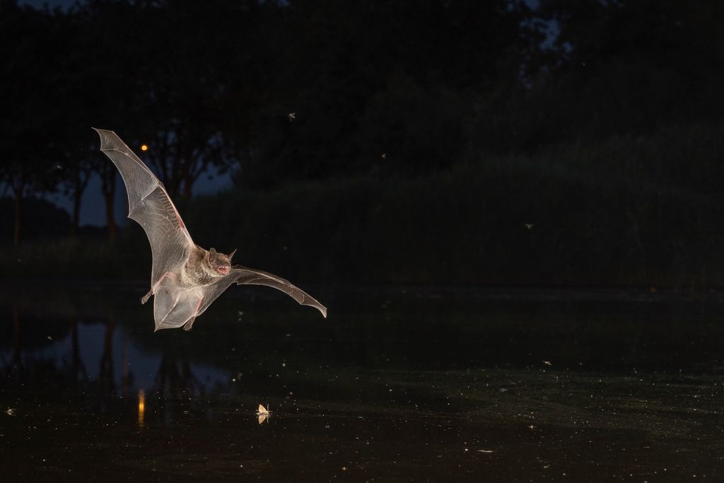 Vleermuistellingen in Oegstgeest
