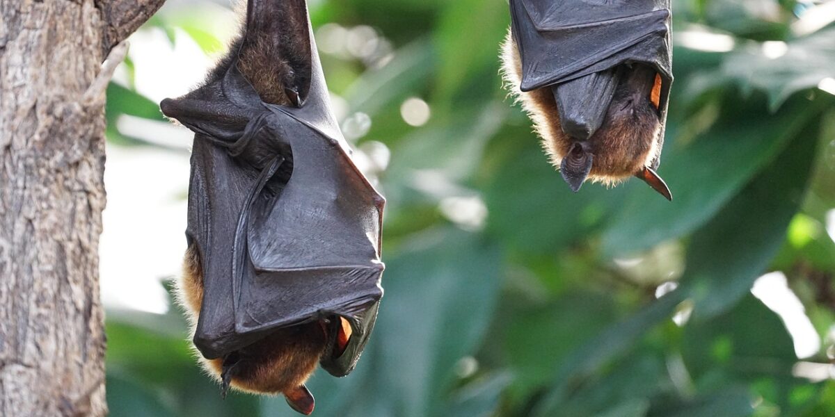 Leiden voert 'natuurstandaard' in: bouwen en tegelijk vergroenen eenvoudiger