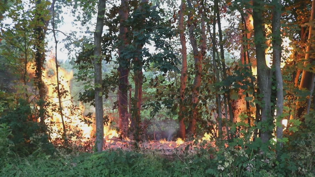 Een foto waarop een natuurbrand te zien is. Er staan bomen in brand.