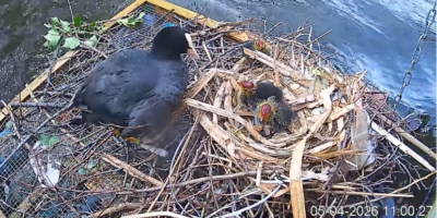 Coot Cam meerkoeten Marebrug Leiden.