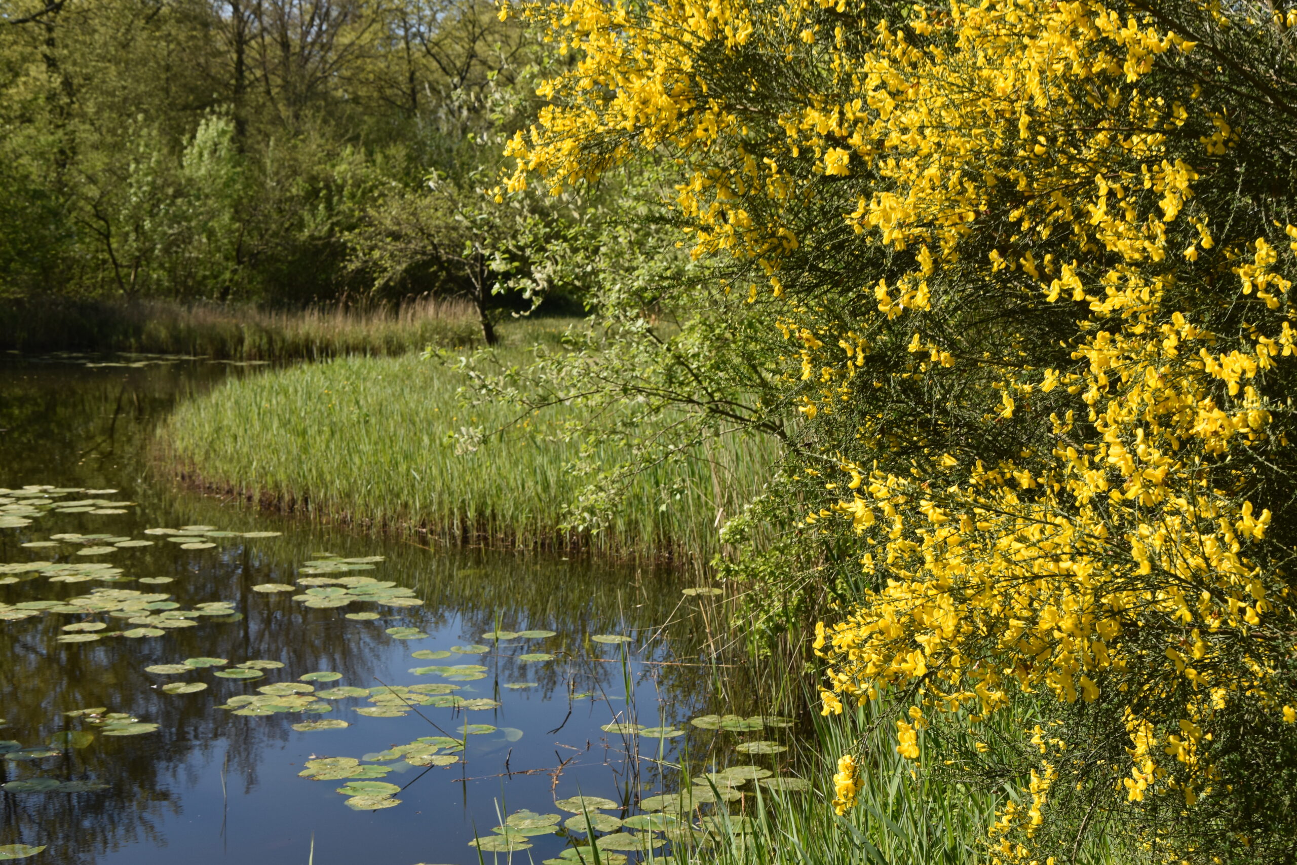 Beeldententoonstelling in de Heemtuin Leiderdorp. (Foto: Peter van Delft)