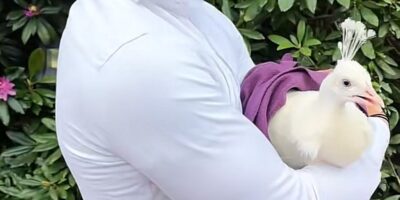 De pauw van de familie Bogaart 'De Bogaartjes'. Het dier maakte Leidschendam-Voorburg onveilig.