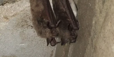 In Oegstgeest is maandag een onderzoek naar vleermuizen van start gegaan.