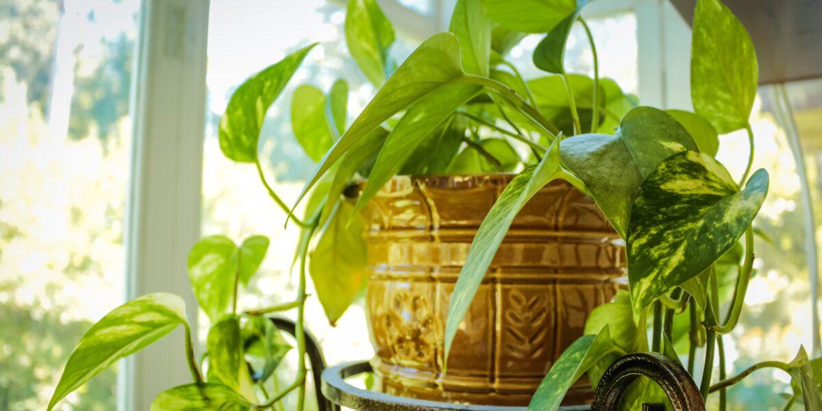 Plantenasiel Leiden zoekt nieuwe locatie na dreigend vertrek uit huidig pand