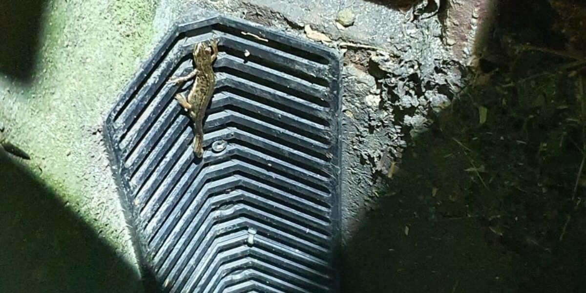 Leiderdorp plaatst 50 ‘paddentrappetjes’ in waterafvoerputten