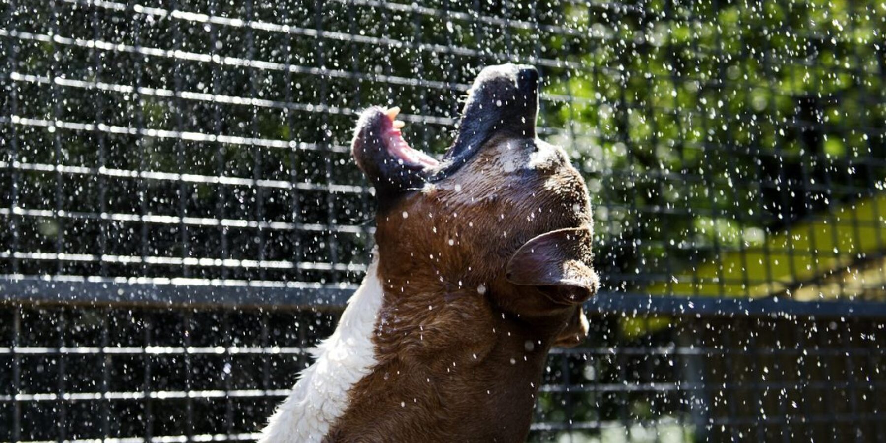Dierenorganisaties waarschuwen onderschat zomerse hitte niet