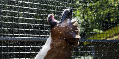 Dierenorganisaties waarschuwen onderschat zomerse hitte niet