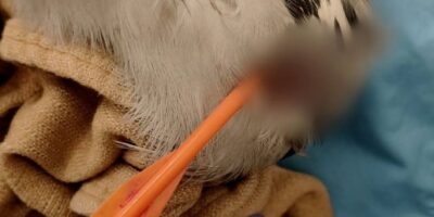 De reiger met een pijl in zijn nek is overleden in Voorschoten.