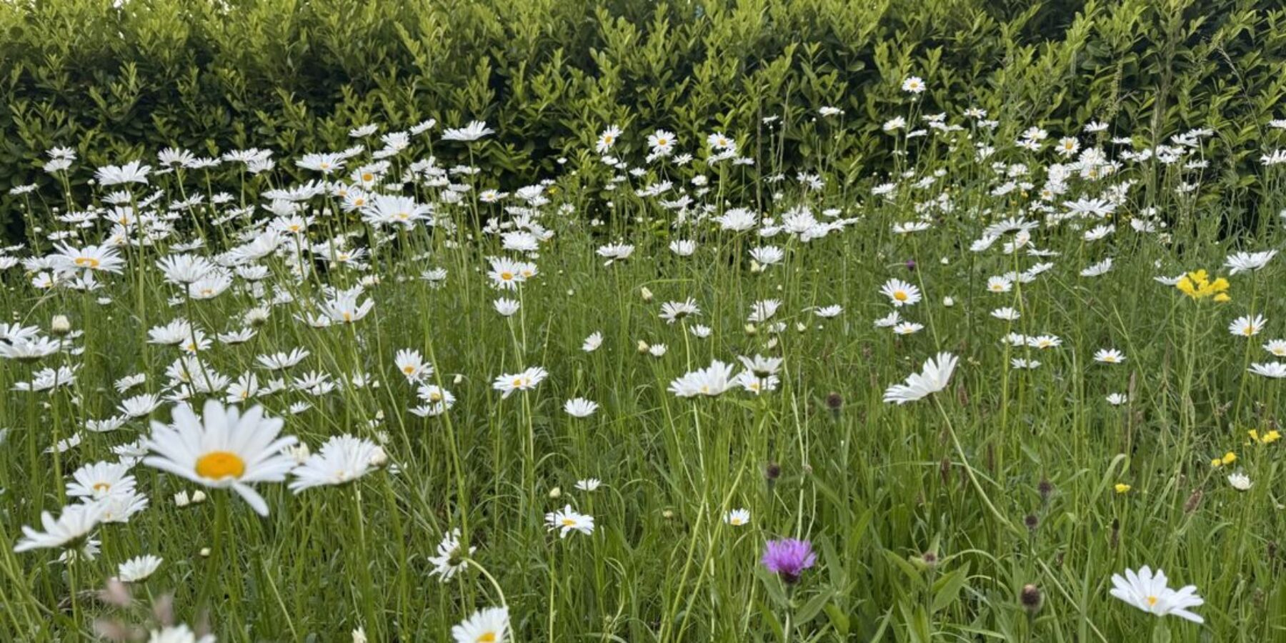 Wilde bloemen maken comeback langs wegen en slootkanten