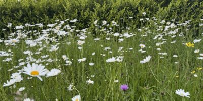 Wilde bloemen maken comeback langs wegen en slootkanten