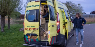 De dierenambulance met twee vrijwilligers, waarvan er een net vasthoudt.