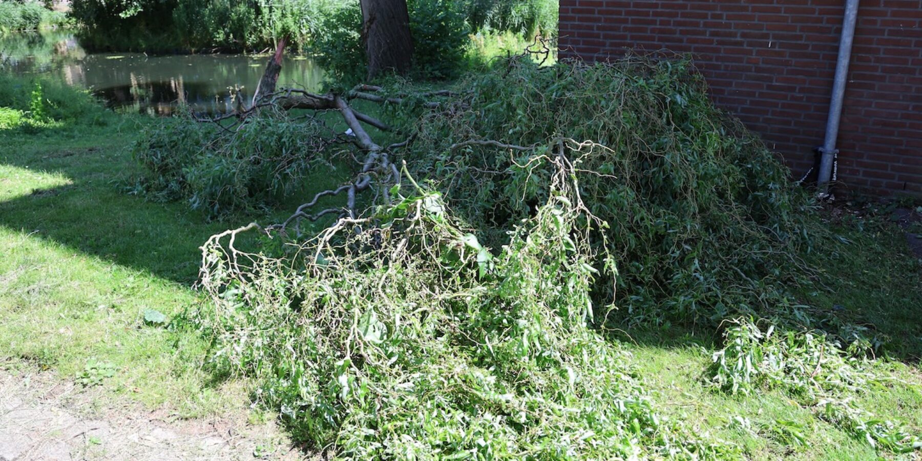 De grote afgebroken tak aan de Bufferkade in Leiden.