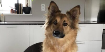 Hond Paco is vermist in Leiderdorp.