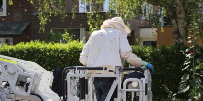 Imker verwijdert grote zwem bijen uit boom Franchimontlaan