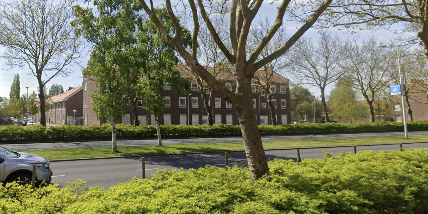 Een stukje van de Willem de Zwijgerlaan in Leiden met een boom. Bomen langs de Willem de Zwijgerlaan worden gesnoeid van 15 tot 19 juni. Werkzaamheden buiten drukke verkeersuren voor betere doorstroming.