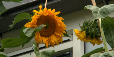Zonnebloem van zes meter.