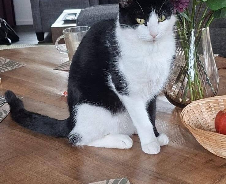 Kat Ouzo al twee dagen spoorloos in Leiderdorp