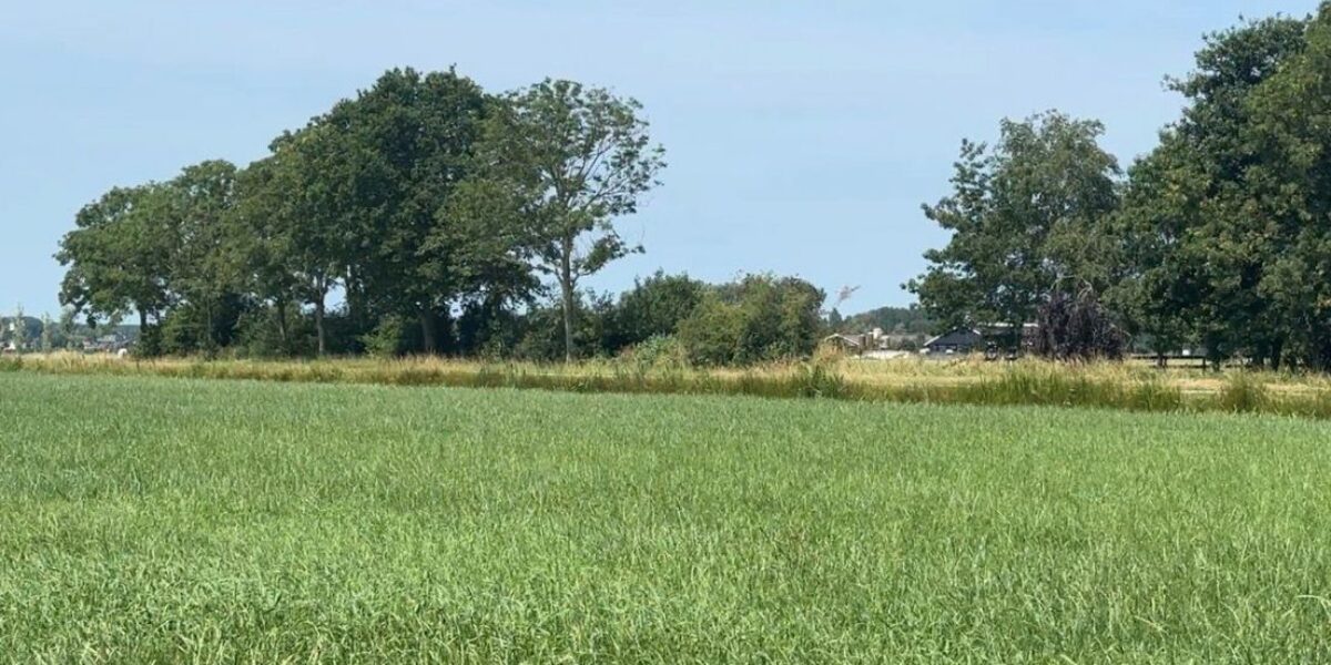 Inspiratietuinen moeten insecten terugbrengen